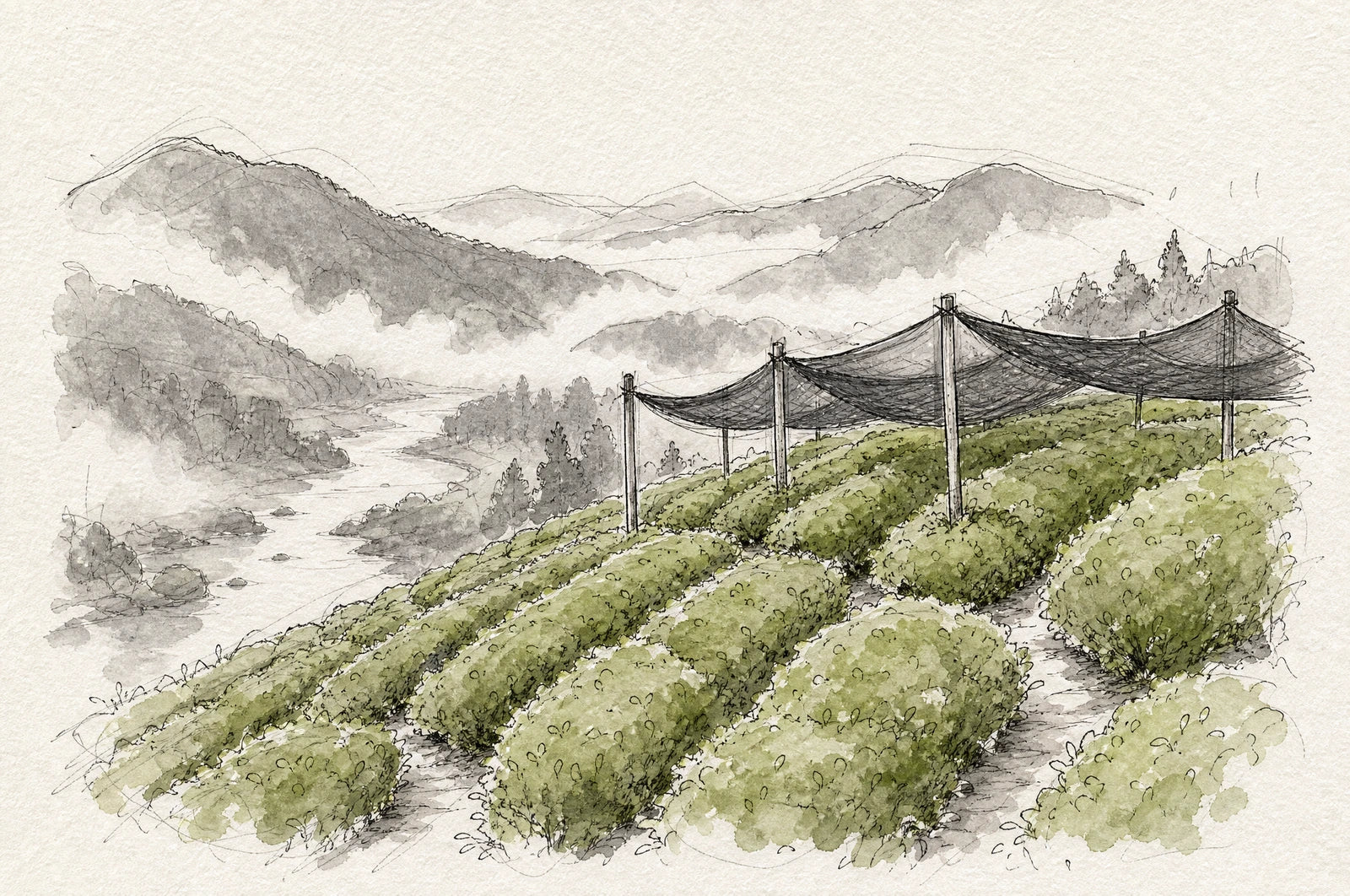 Hillside tea garden early in the morning, tea bushes partly under shade net