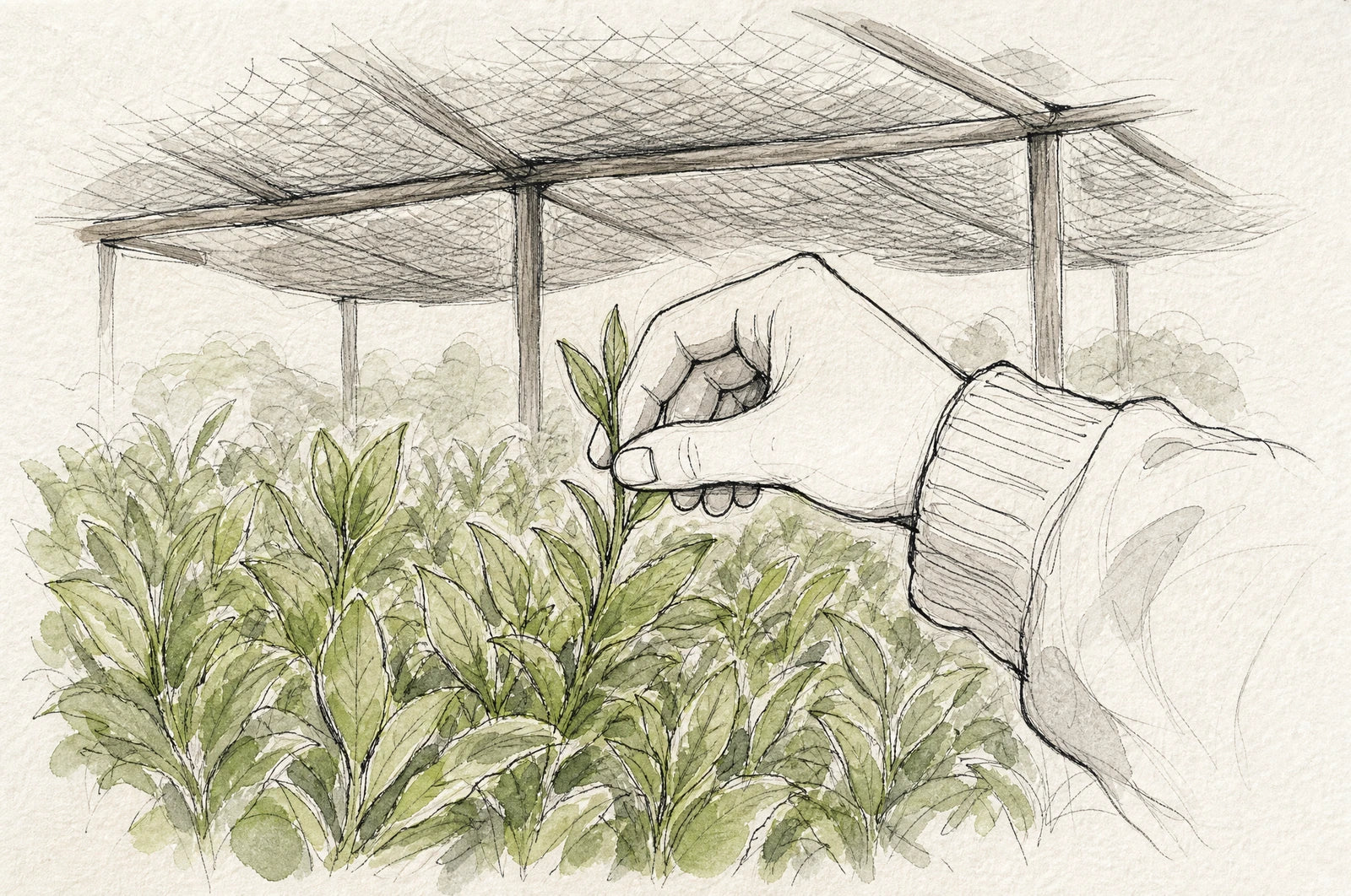 Tea field in spring under a shade net, a hand picking a young shoot